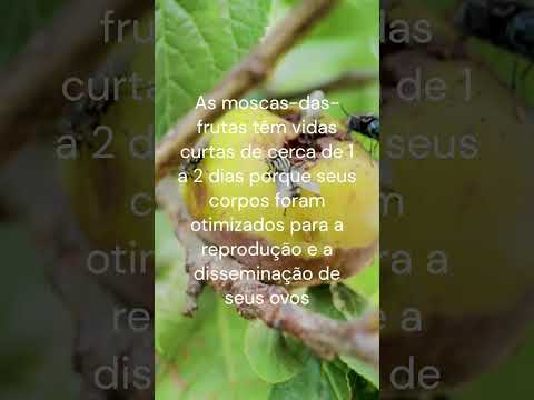 porque a mosca-da-fruta