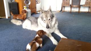 Wolf hybrid playing with little dogs