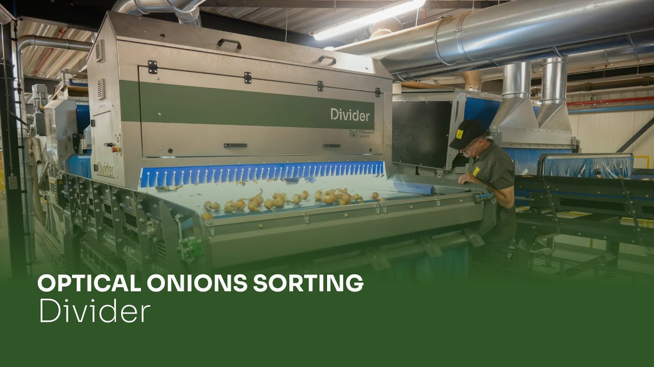 Divider takes onion processing to the next level | Flikweert Vision