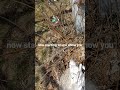 The First Snowball Bush Video of Season 2026.