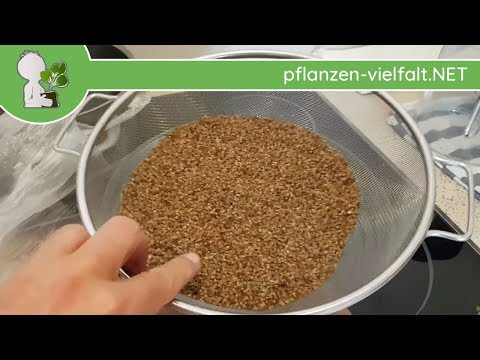 Video: Wegerich (Plantago Major) - Verwendung Bei Der Behandlung Verschiedener Krankheiten