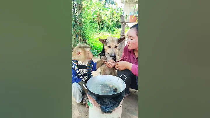 Great video Super SokYaa Very Adorable & Harmony Animals Around The World #shorts