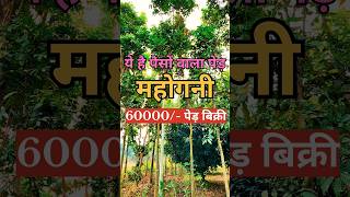 एक महगन क पड कतन म बच जत ह?