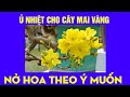 Cách Ủ Nhiệt Cho Mai Vàng Miền Bắc Nở Hoa Theo Ý Muốn