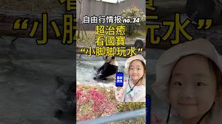 【中國旅遊 自由行情報 no.34】小脚脚玩水好開心呀,想像大熊猫一樣無憂無慮#猫熊 大熊猫#國寶 猫熊玩耍視頻 #熊猫 #大熊猫 #国宝 #熊猫玩耍视频