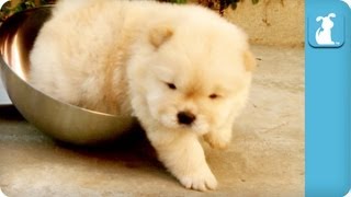 Chow Puppy Can't Get Out Of Bowl