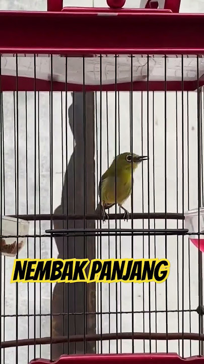 Pleci Nembak panjang Wit wit wit #plecitembakan #plecitembakankenari #masteranpleci #pleci