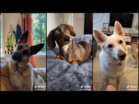 Video: Tidak Ada Lagi Slip ‘N’ Slide: ToeGrips Membantu Anjing Mendapatkan Pegangan