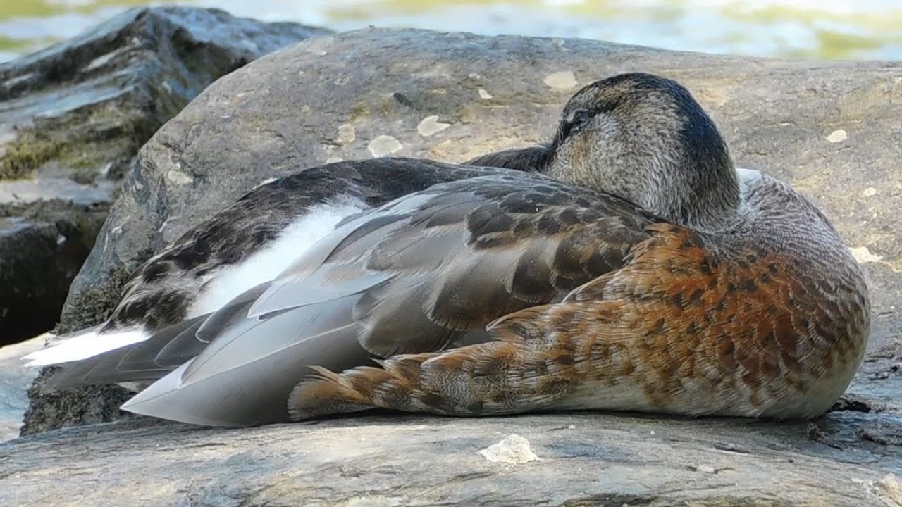 Mallard Duck/Drake in eclipse plumage with aberrant colouration getting rid of some waste in the end