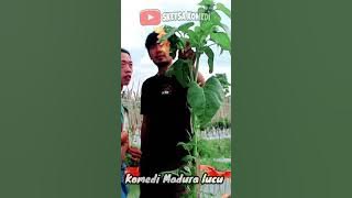 India versi error' || komedi madura