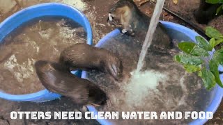 Donate Now To Help Our River Otter Program