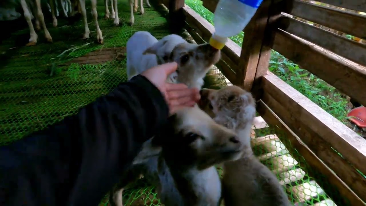 #40 Perkembangan Anakan Domba Lahir Kembar 4 