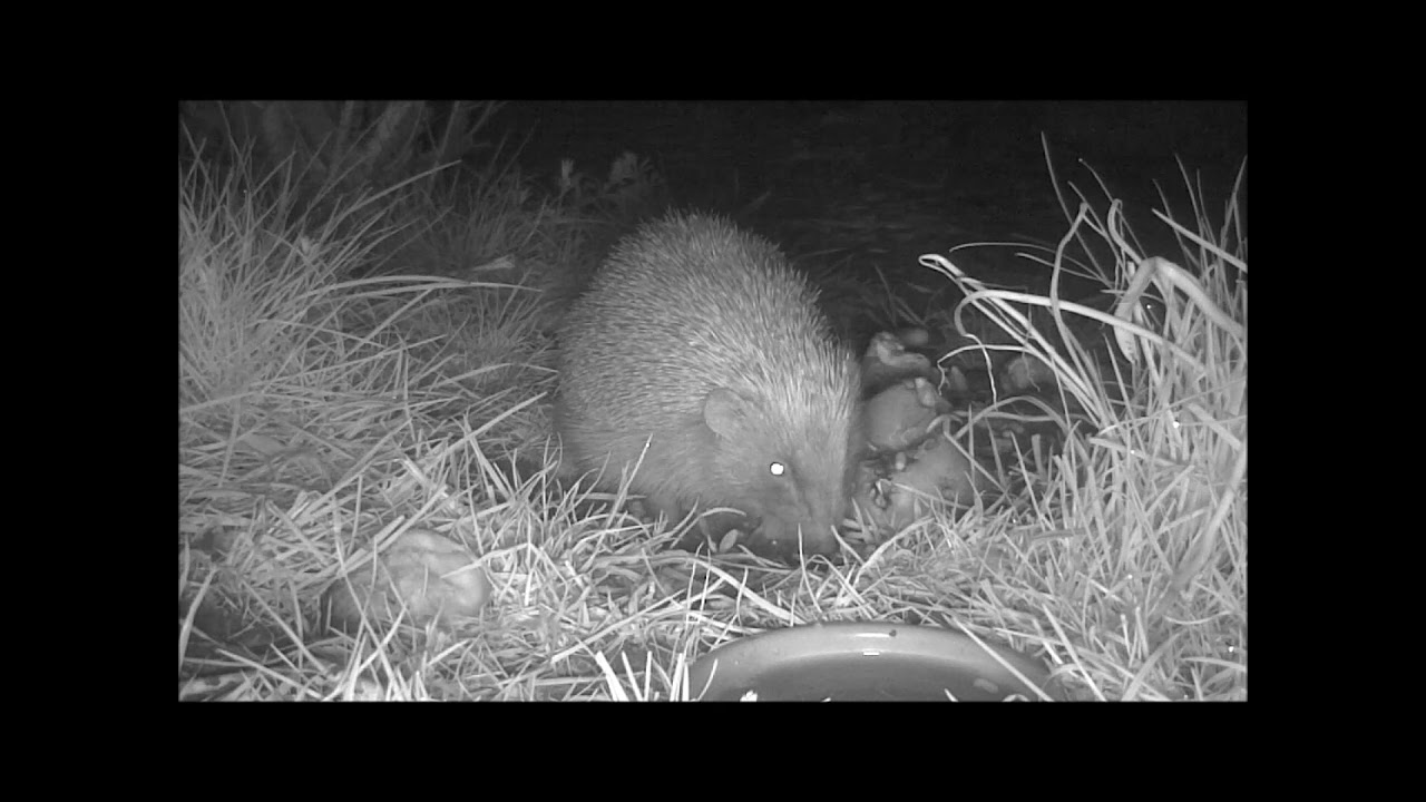 Wildlife Trail Camera - 7.4.2021