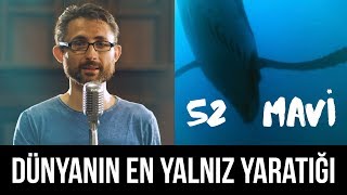 52 Mavi - Dünyanın En Yalnız Yaratığı Resimi