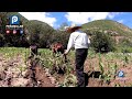 Escardando maíz en la comunidad del Carrizalillo Peñamiller Querétaro