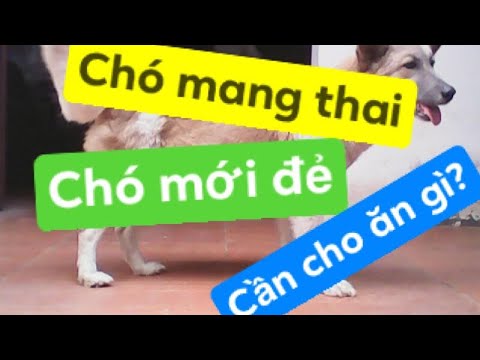 Video: Nuôi Con Có Thai, Cho Con Bú - Cốm Dinh Dưỡng Cho Chó
