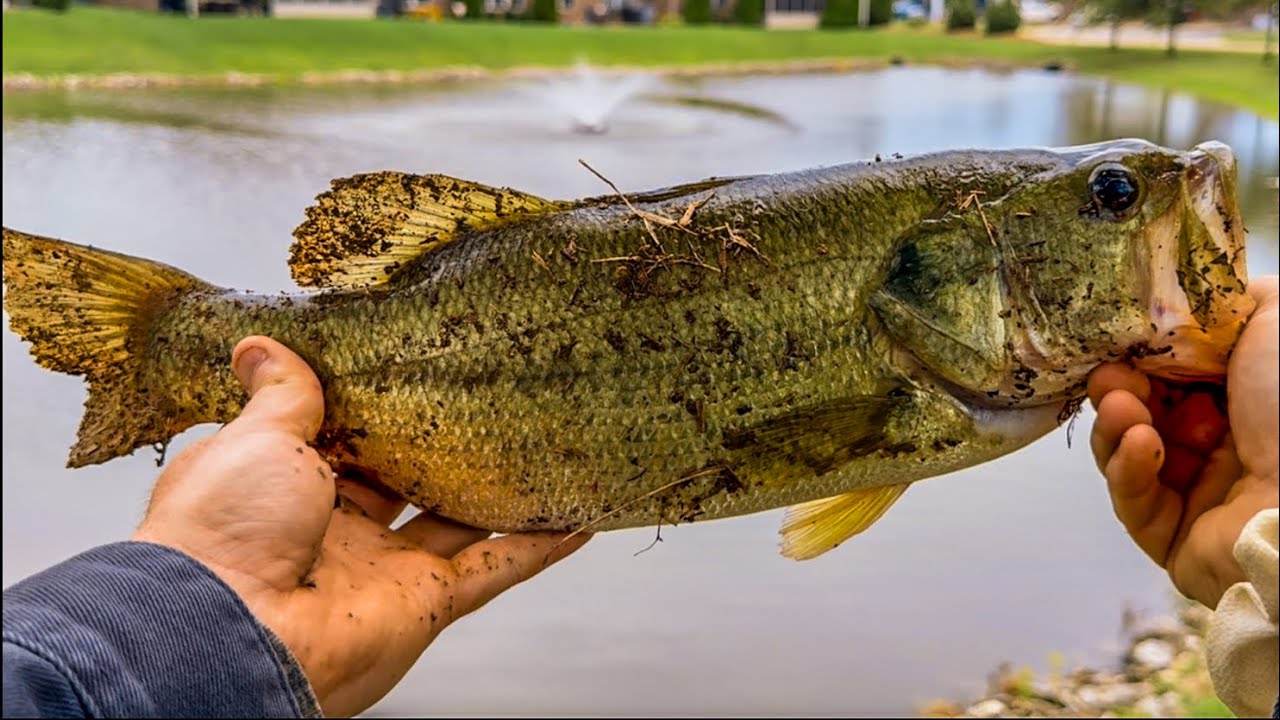 FISHING Golf Course Ponds For BIG BASS! (Bank Fishing)