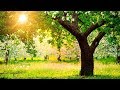 Jevabei Tumi Sokal Dekho By Suvomita Banerjee || Whatsapp Status Video Download Free