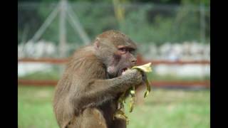 Zoo Safari Mallorca 11.05.2016