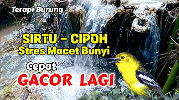 Suara air terapi burung #Cipoh - Sirtu stres macet bunyi, Pancingan Sirtu Cepat Gacor