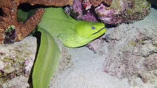 Bonaire Night Diving Scenes - April 2023 by Andrew Davis 5,313 views 1 year ago 2 minutes, 35 seconds