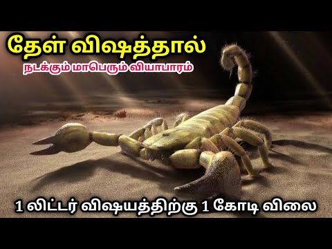 Scorpion Venom Is The Most Expensive Liquid In The World | Talkslogist |  Tamil - YouTube