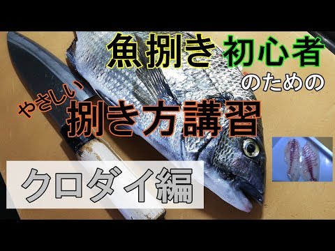 クロダイ チヌ の捌き方を初心者向けに解説します 魚屋によるさばきかた Youtube