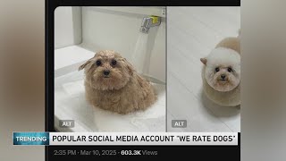 Popular Social Media Account, 'We Rate Dogs'