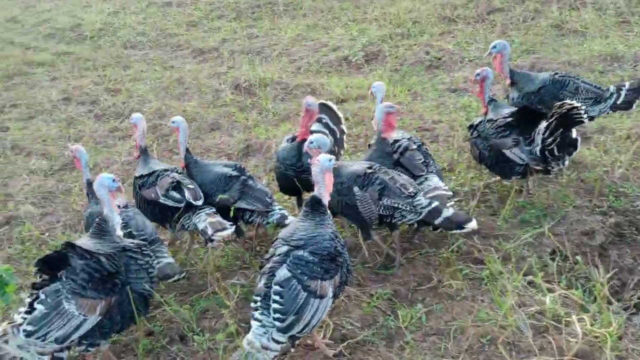 No commercial feed. Raising Heavy weight turkeys on free-range system 