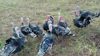 No commercial feed. Raising Heavy weight turkeys on free-range system 