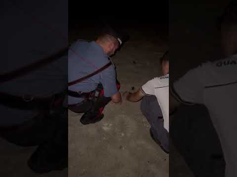 Miracolo in riva al mare: salvataggio di 59 tartarughine a Palmi