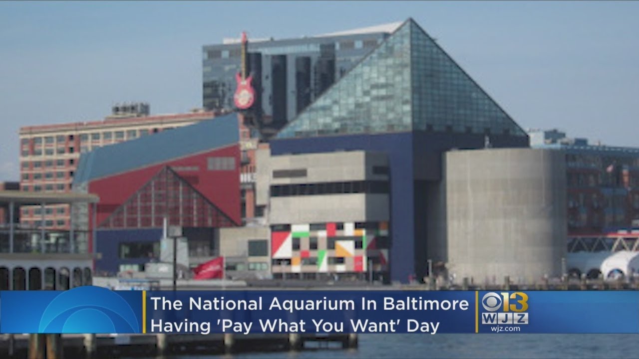Enjoy The National Aquarium On ‘Pay What You Want Day’ Nov. 4 YouTube