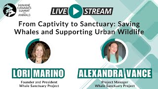 From Captivity to Sanctuary: Saving Whales and Supporting Urban Wildlife