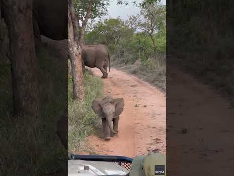 Baby elephant's adorable charge towards vehicle amuses tourists #Shorts