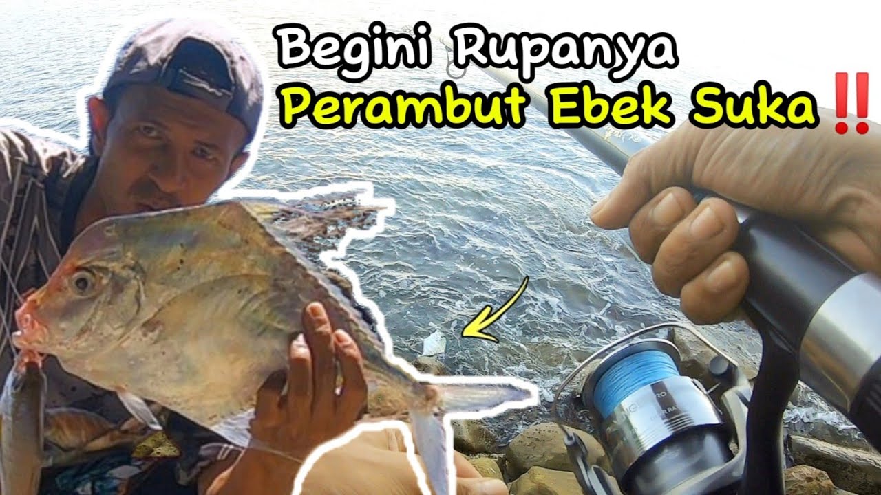 Cara Memancing Ikan Ebek | Perambut Ikan Ebek Suka‼️Surf Casting Pantai