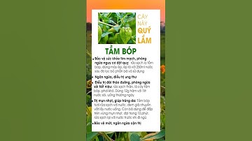 Cây Tầm Bóp Qúy Lắm#shorts #shortvideo