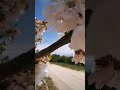 أشجار الكرز في موسم التزهير