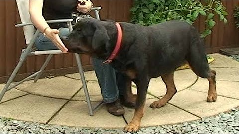 Teaching dog tricks: targeting / nose touches