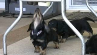 W Puppies exploring the backyard by Pramada Koradox 259 views 11 years ago 3 minutes, 47 seconds