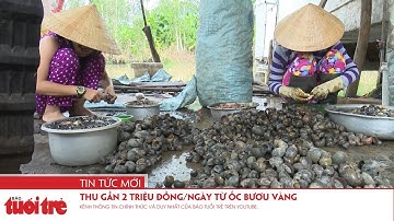 Thu gần 2 triệu đồng/ngày từ ốc bươu vàng