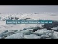 Searching for ancient dna under the sea ice