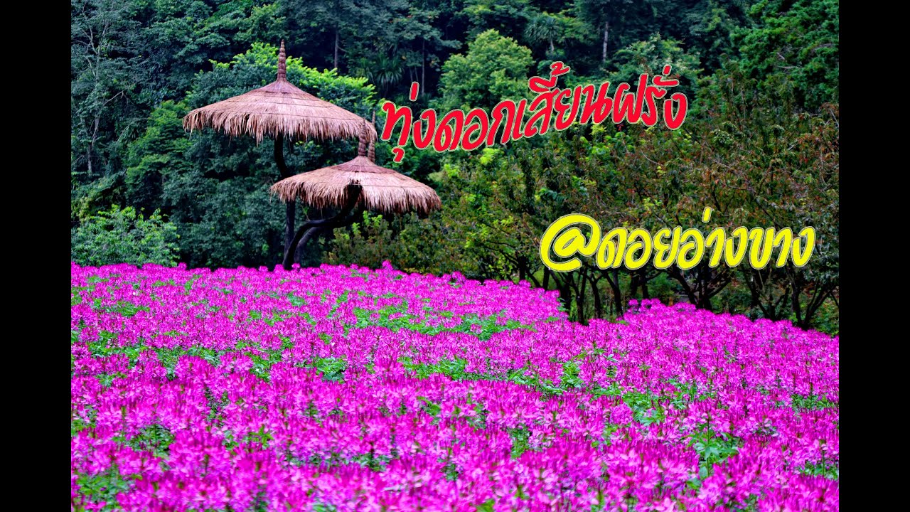 ทุ่งดอกเสี้ยนฝรั่ง@ดอยอ่างขาง