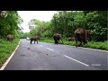 Elephant Chasing হাতি তাড়া করছে ആനക്കൂട്ടങ്ങൾ ഓടുന്നു हाथियों का झुंड पीछा कर रहा है