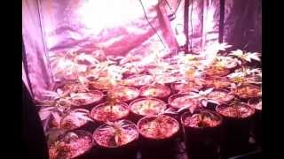 LED Weed Girls Amelia Veg Tent LED Grow Update