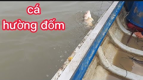 giăn câu trong bè hào,dính cá ngác, cá hường đóm ,cá cháp (lê nghĩa cần giờ)