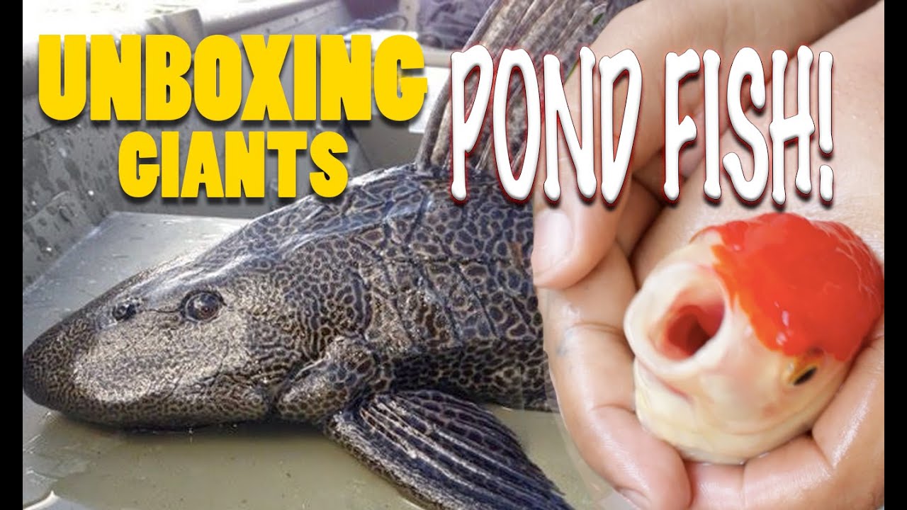 Unboxing giant new fish to the pond, huge pleco, big red cap oranda