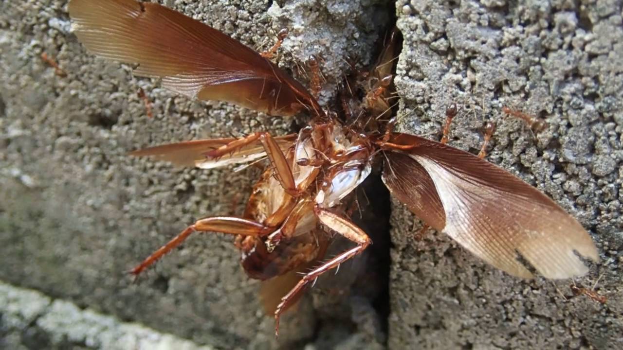 アリ 蟻 がゴキブリの屍骸を巣の中に運ぶ様子 Youtube