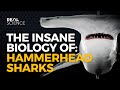 The insane biology of hammerhead sharks