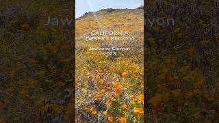 Superbloom In The Mojave Desert, California Jawbone Canyon