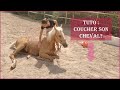 Tuto: Apprendre le "Coucher" et "Allonge-toi" à son cheval!
